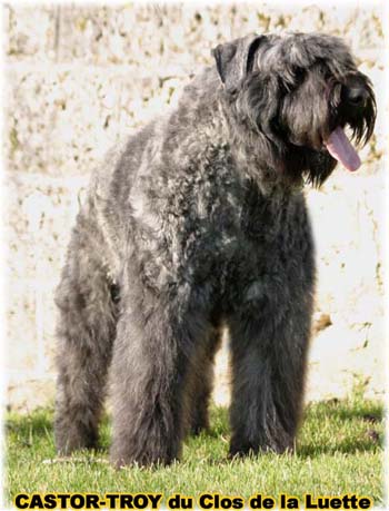 bouvier des flandres du clos de la luette - copyright d&eacute;pos&eacute;